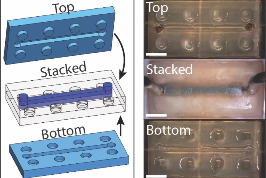 Un nouveau gel imprimé en 3D et auto-réparant ouvre des perspectives en microfluidique – Mécanique et Matériaux
