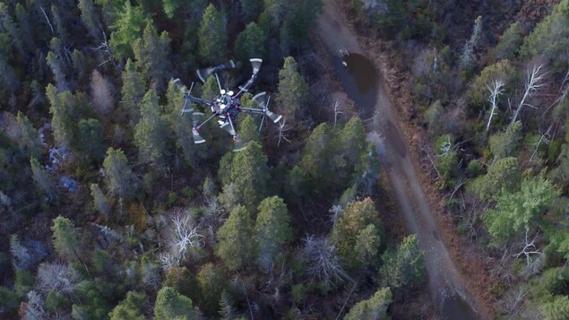 Faire l&rsquo;inventaire de la forêt à vol de drone | Radio-Canada.ca
