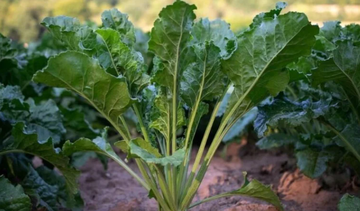 Betteraves imprimées en 3D : un nouvel outil pour le phénotypage des plantes ?