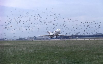 Comment l&rsquo;aérien lutte contre les collisions d’oiseaux, coûteuses et parfois mortelles