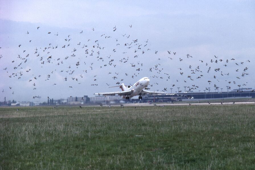 Comment l&rsquo;aérien lutte contre les collisions d’oiseaux, coûteuses et parfois mortelles