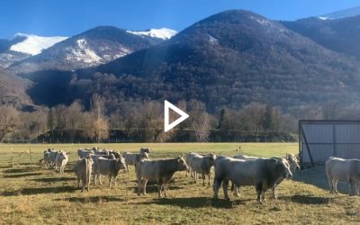 Ce petit aérodrome en zone rurale a le vent en poupe : 27 élèves y préparent le brevet d’initiation aéronautique et un grand meeting aérien se profile