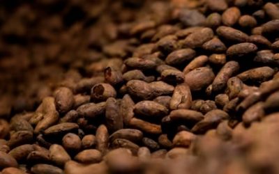 Chocolat, maïs, riz, blé, café… Le changement climatique menace la sécurité des importations alimentaires de l&rsquo;Union européenne, selon une étude