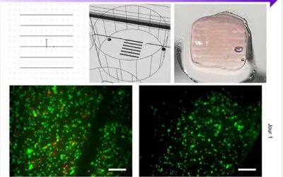 Comment la cellulose nanocristalline améliore la bio-impression 3D sans nuire aux cellules